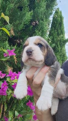 Les chiots de Beagle