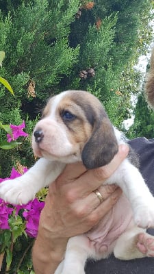 Les chiots de Beagle