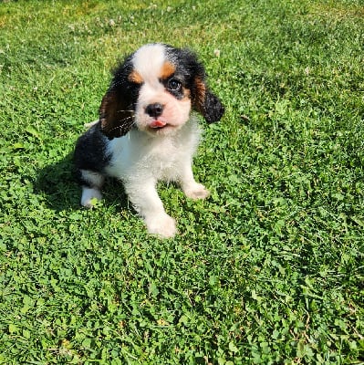 Les chiots de Cavalier King Charles Spaniel