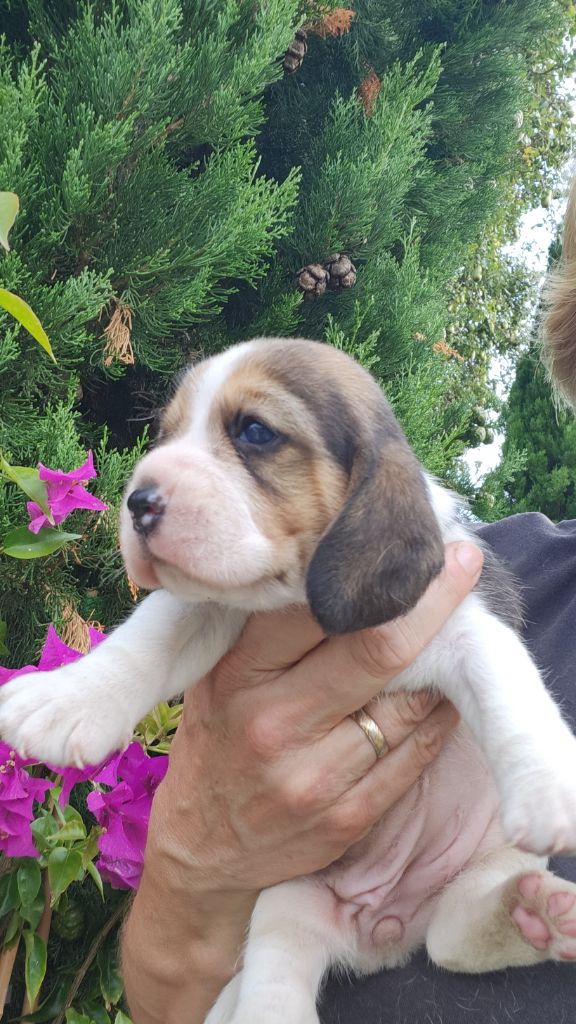 CHIOT 5 - Beagle