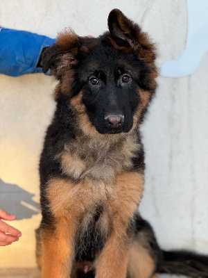 Les chiots de Berger Allemand