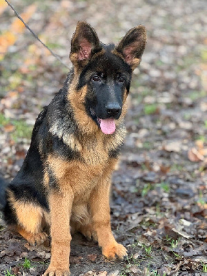 Les chiots de Berger Allemand