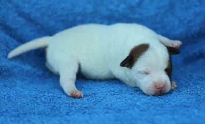 Les chiots de Staffordshire Bull Terrier