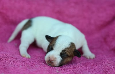 Les chiots de Staffordshire Bull Terrier