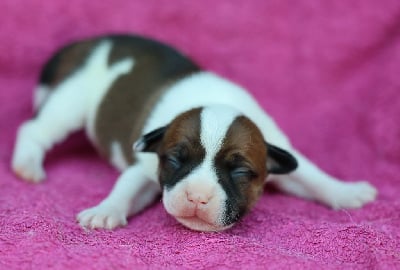 Les chiots de Staffordshire Bull Terrier