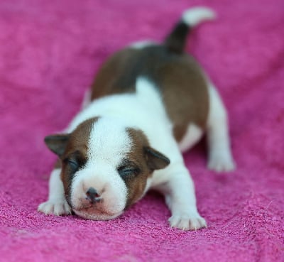 Les chiots de Staffordshire Bull Terrier