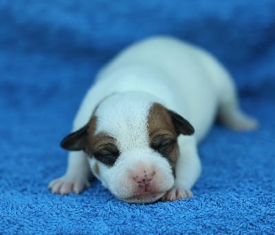 Les chiots de Staffordshire Bull Terrier