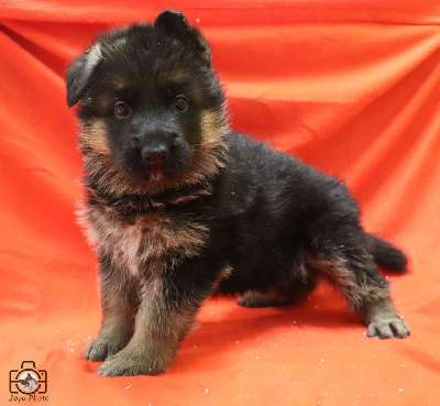 CHIOT 7 - Poils courts - Berger Allemand