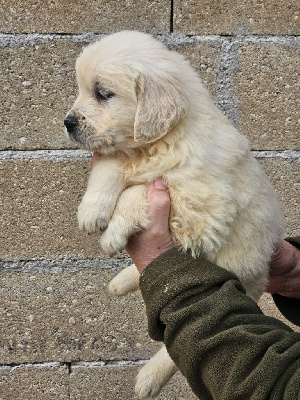 Les chiots de Golden Retriever