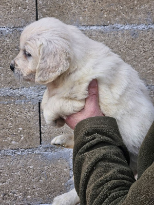 Les chiots de Golden Retriever