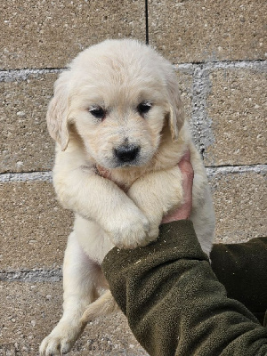 Les chiots de Golden Retriever