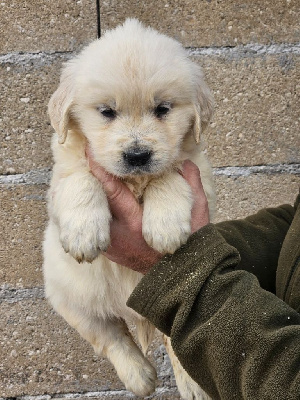 Les chiots de Golden Retriever