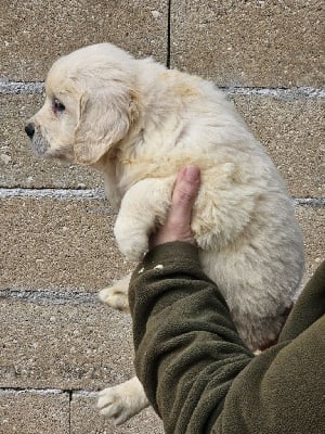 Les chiots de Golden Retriever