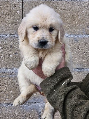 Les chiots de Golden Retriever