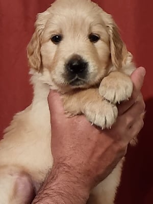 Les chiots de Golden Retriever