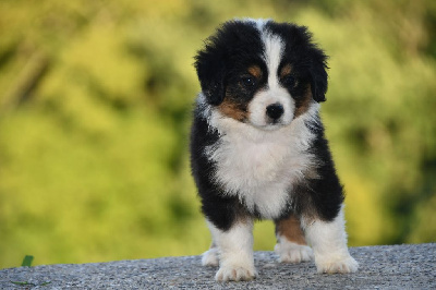 Les chiots de Berger Américain Miniature 