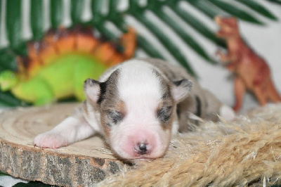 Les chiots de Berger Américain Miniature 