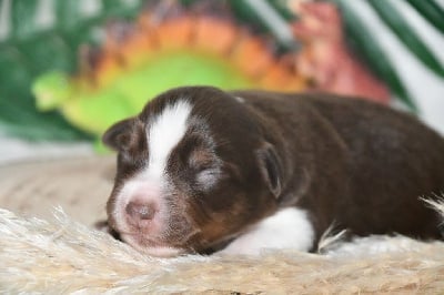 Volcan Petit-Pied - Berger Américain Miniature 