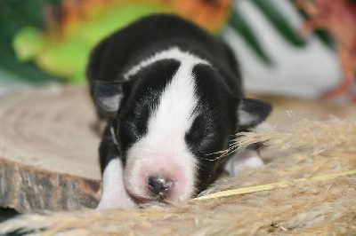 Les chiots de Berger Américain Miniature 