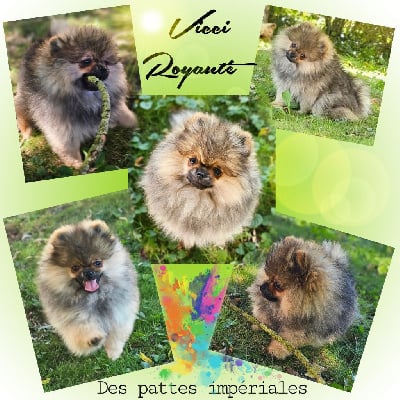 Les chiots de Spitz allemand