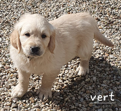 Les chiots de Golden Retriever