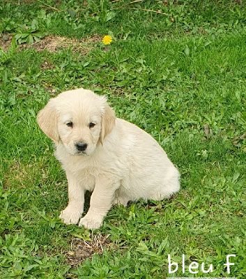 Les chiots de Golden Retriever