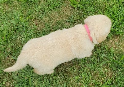 Les chiots de Golden Retriever