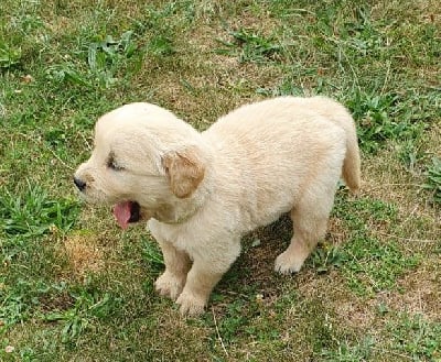 Les chiots de Golden Retriever