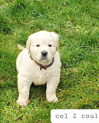 Les chiots de Golden Retriever