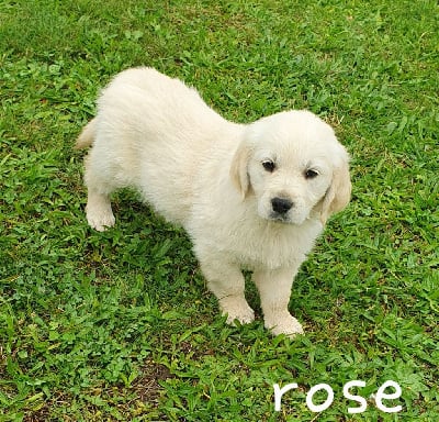 Les chiots de Golden Retriever