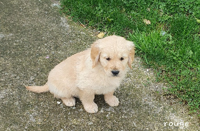 Les chiots de Golden Retriever