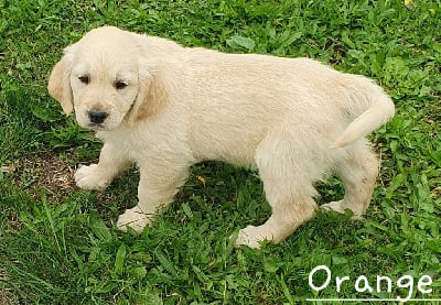 Les chiots de Golden Retriever