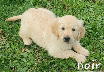 Les chiots de Golden Retriever