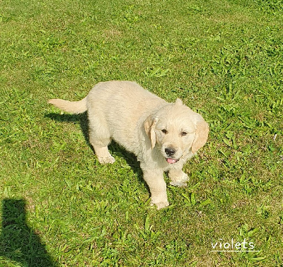 Les chiots de Golden Retriever