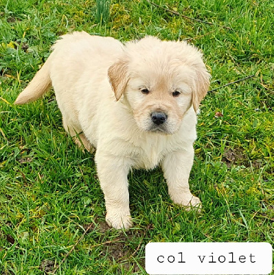 Les chiots de Golden Retriever