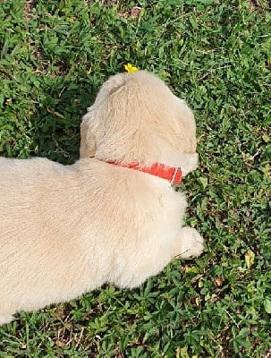 Les chiots de Golden Retriever