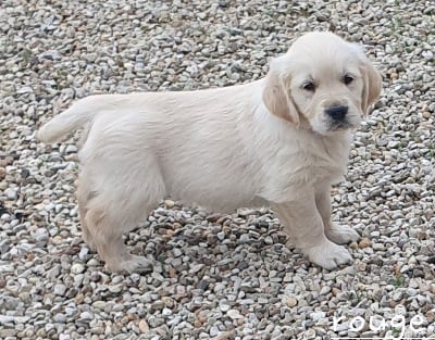 Les chiots de Golden Retriever