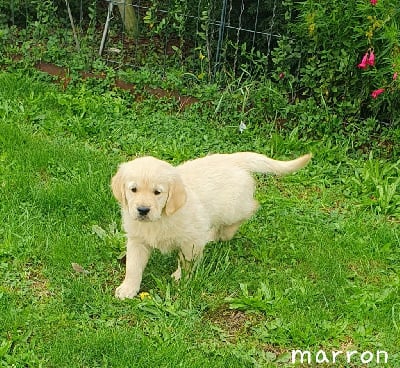 Les chiots de Golden Retriever