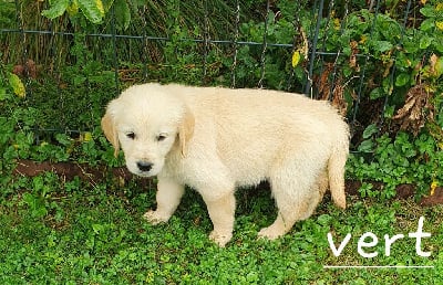 Les chiots de Golden Retriever