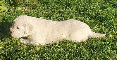 Les chiots de Golden Retriever