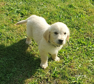 Les chiots de Golden Retriever