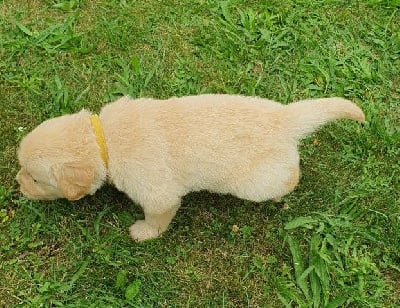 Les chiots de Golden Retriever