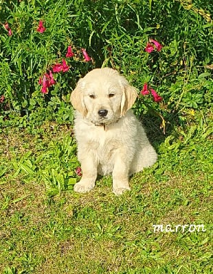 Les chiots de Golden Retriever