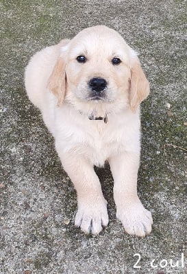 Les chiots de Golden Retriever