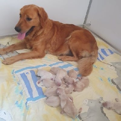 Les chiots de Golden Retriever