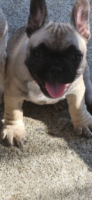 Les chiots de Bouledogue français