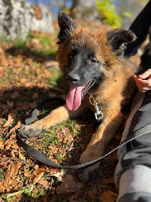 Les chiots de Berger Belge