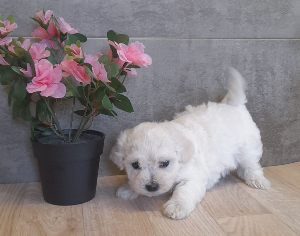 CHIOT 1 - Bichon Frise