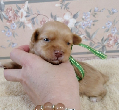 Les chiots de Bichon Havanais