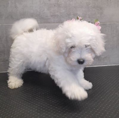 CHIOT 2 - Bichon Frise